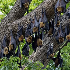 Indian flying foxes (Pteropus giganteus) roosting in tree, Yala National Park, Southern Province