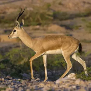 Indian gazelle Print, male Chinkara in Thar desert landscape Indian gazelle Print, male Chinkara in Thar desert landscape