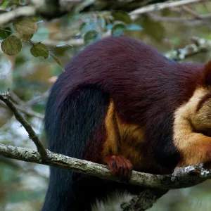 Indian Giant / Giant Malabar Squirrel (Ratufa indica) feeding. Karnataka, India