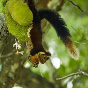 Indian giant squirrel (Ratufa indica) feeding on Jackfruit, Kaziranga National Park