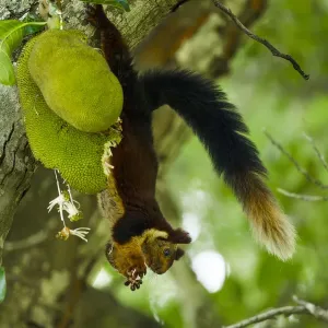 Indian giant squirrel (Ratufa indica) feeding on Jackfruit, Kaziranga National Park Indian giant squirrel (Ratufa indica) feeding on Jackfruit, Kaziranga National Park
