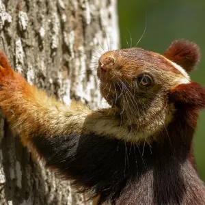 Indian Giant Squirrel Print, Kaziranga National Park Indian Giant Squirrel Print, Kaziranga National Park