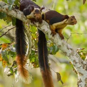 Indian Giant Squirrel Print, Karnataka Indian Giant Squirrel Print, Karnataka