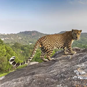 Indian leopard (Panthera pardus fusca) on rock with forested hills beyond