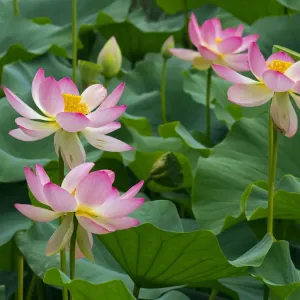 Indian lotus print, Melbourne Botanic garden flowers Indian lotus print, Melbourne Botanic garden flowers