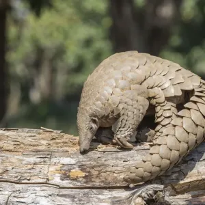 Indian pangolin (Manis crassicaudata) foraging for food, probably termites, Kanha National Park Indian pangolin (Manis crassicaudata) foraging for food, probably termites, Kanha National Park