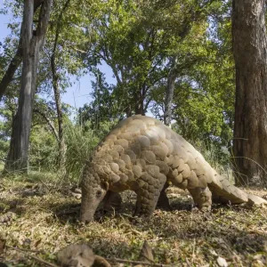 Le pangolin indien (Manis crassicaudata) à la recherche de nourriture, parc national de Kanha, Madhya Pradesh. Le pangolin indien (Manis crassicaudata) à la recherche de nourriture, parc national de Kanha, Madhya Pradesh.