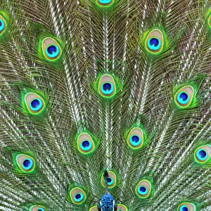 Indian peafowl (Pavo cristatus) peacock displaying feathers, captive, occurs in South