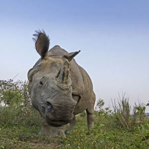 Indian rhinoceros (Rhinoceros unicornis), low angle shot of male, Kaziranga National Park