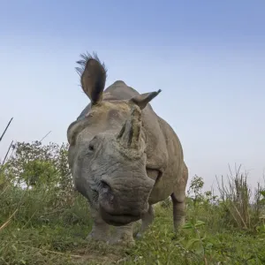 Indian rhinoceros (Rhinoceros unicornis), low angle shot of male, Kaziranga National Park Indian rhinoceros (Rhinoceros unicornis), low angle shot of male, Kaziranga National Park