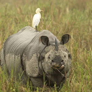Indian rhinoceros (Rhinoceros unicornis) with Cattle egret on back. Kaziranga National Park