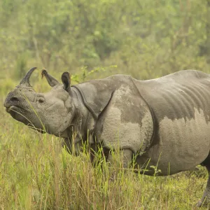 Indian rhinoceros (Rhinoceros unicornis), female after light drizzle. Kaziranga National Park