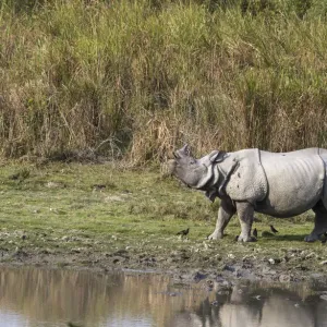 Indian rhinoceros (Rhinoceros unicornis), male sniffing air for possible mate Indian rhinoceros (Rhinoceros unicornis), male sniffing air for possible mate