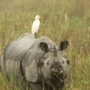 Indian rhinoceros (Rhinoceros unicornis) with Cattle egret on back. Kaziranga National Park Indian rhinoceros (Rhinoceros unicornis) with Cattle egret on back. Kaziranga National Park