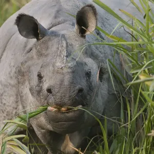 Indian Rhinoceros (Rhinoceros unicornis) grazing, Kaziranga NP, Assam, India Indian Rhinoceros (Rhinoceros unicornis) grazing, Kaziranga NP, Assam, India