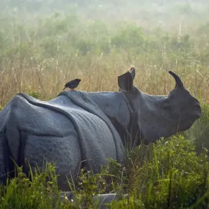 Indian rhinoceros (Rhinoceros unicornis) with Jungle myna (Acridotheres fuscus) riding on its back Indian rhinoceros (Rhinoceros unicornis) with Jungle myna (Acridotheres fuscus) riding on its back