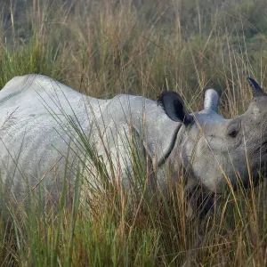 Indian Rhinoceros (Rhinoceros unicornis) in long grass. Kaziranga National Park, India Indian Rhinoceros (Rhinoceros unicornis) in long grass. Kaziranga National Park, India