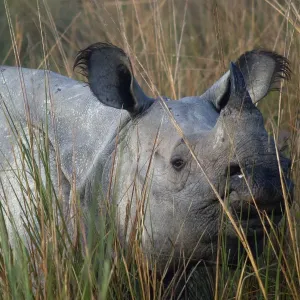 Indian Rhinoceros (Rhinoceros unicornis) in long grass. Kaziranga National Park, India Indian Rhinoceros (Rhinoceros unicornis) in long grass. Kaziranga National Park, India