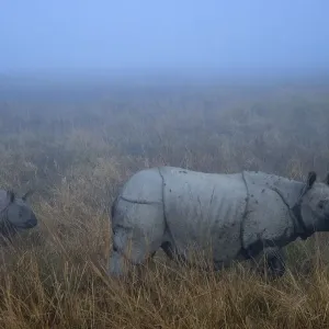 Indian Rhinoceros (Rhinoceros unicornis) mother with calf. Kaziranga National Park, India Indian Rhinoceros (Rhinoceros unicornis) mother with calf. Kaziranga National Park, India