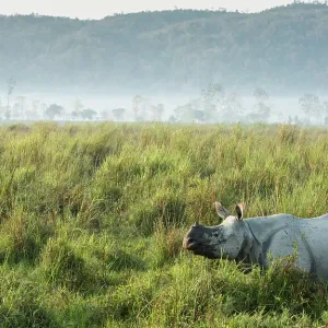 Indian rhinoceros (Rhinoceros unicornis) in tall grass Indian rhinoceros (Rhinoceros unicornis) in tall grass