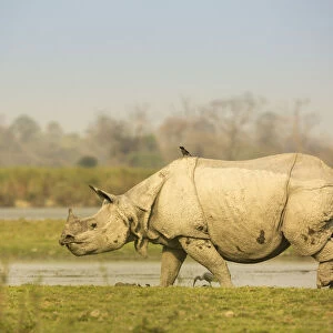 Indian rhinoceros (Rhinoceros unicornis) in wetland, Kaziranga National Park, India