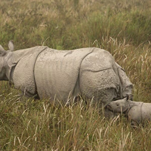 Indian rhinoceros(Rhinoceros unicornis), mother and young calf in tall grass