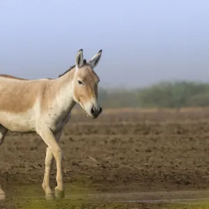 Indian wild ass (Equus hemionus khur), lone stallion standing, Little Rann of Kutch