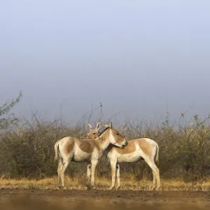 Indian wild ass (Equus hemionus khur), pair grooming each other, Little Rann of Kutch Indian wild ass (Equus hemionus khur), pair grooming each other, Little Rann of Kutch