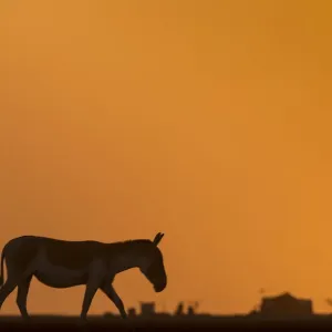 Indian wild ass (Equus hemionus khur), walking at sunset, Little Rann of Kutch, Gujarat Indian wild ass (Equus hemionus khur), walking at sunset, Little Rann of Kutch, Gujarat