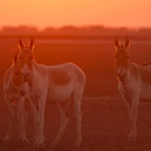 Indian wild ass (Equus hemionus khur), backlit at sunset, Little Rann of Kutch, Gujarat