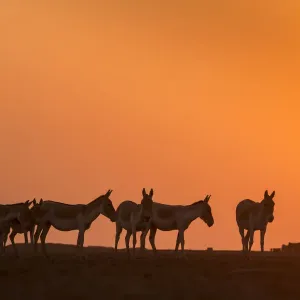 Indian wild ass (Equus hemionus khur), herd walking at sunset, Little Rann of Kutch Indian wild ass (Equus hemionus khur), herd walking at sunset, Little Rann of Kutch