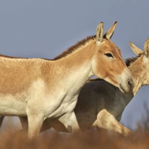 Indian wild asses (Equus hemionus khur), Wild Ass Sanctuary, Little Rann of Kutch