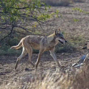 Indian wolfA(Canis lupus pallipes), walking, Gujarat, India Indian wolfA(Canis lupus pallipes), walking, Gujarat, India