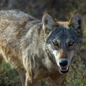 Indian wolf Print, Gujarat, India Indian wolf Print, Gujarat, India