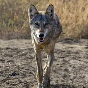 Indian wolf Print, walking in Gujarat, India Indian wolf Print, walking in Gujarat, India