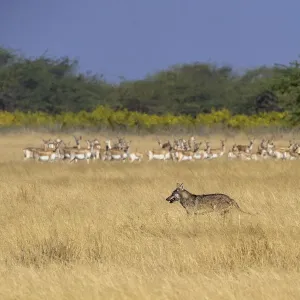 Indian Wolf Print: Blackbuck Herd, Gujarat Indian Wolf Print: Blackbuck Herd, Gujarat