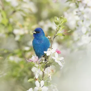 Indigo Bunting (Passerina cyanea) male in breeding plumage perched in Crabapple (Malus sp