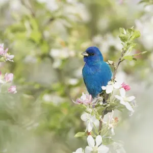 Indigo Bunting Male in Crabapple Blossom Print Indigo Bunting Male in Crabapple Blossom Print