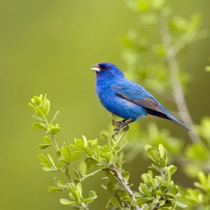 Le Passereau azuré (Passerina cyanea) mâle perché, Texas, USA. Le Passereau azuré (Passerina cyanea) mâle perché, Texas, USA.
