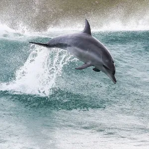 Indo-Pacific bottlenose dolphin (Tursiops aduncus) leaping out of waves, South Africa Indo-Pacific bottlenose dolphin (Tursiops aduncus) leaping out of waves, South Africa