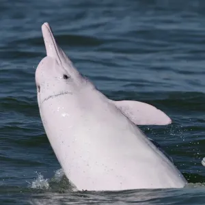 Indo-Pacific humpback dolphin Print, Tai O, Lantau Island Indo-Pacific humpback dolphin Print, Tai O, Lantau Island