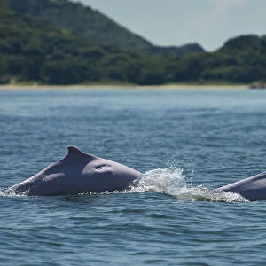 Indo-Pacific humpback dolphins (Sousa chinensis) surfacing, Tai O, Lantau Island