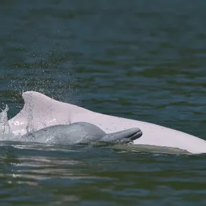 Indo-Pacific humpback dolphin print at surface Indo-Pacific humpback dolphin print at surface
