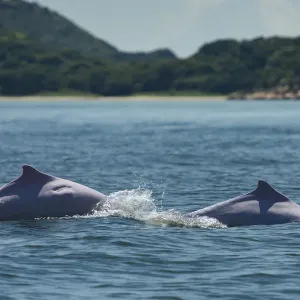 Indo-Pacific Humpback Dolphin Print Indo-Pacific Humpback Dolphin Print