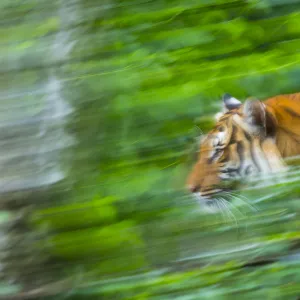 Indochinese tiger (Panthera tigris corbetti) running through plants, captive occurs