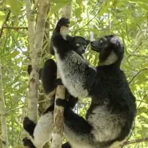 Indri Print: Two Indri Climbing Trees in Rainforest Indri Print: Two Indri Climbing Trees in Rainforest