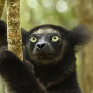 Indri (Indri indri), portrait. Palmarium Reserve, Madagascar