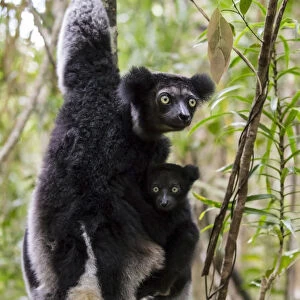 Indri (Indri indri) with young, Palmarium Resrve Ankanin ny Nofy, Littoral rainforest