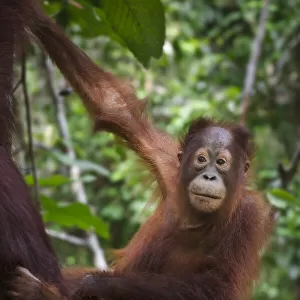 Infant Bornean Orang-Utan (Pongo pygmaeus) clinging to its mother. Camp Leakey, Tanjung Puting NP, Kalimantan, Borneo