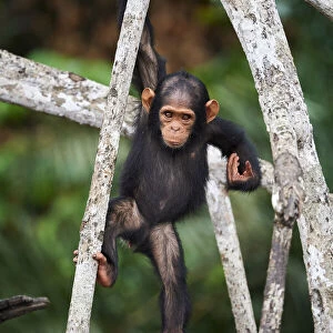 Infant Chimpanzee (Pan troglodytes troglodytes) climbing in tree